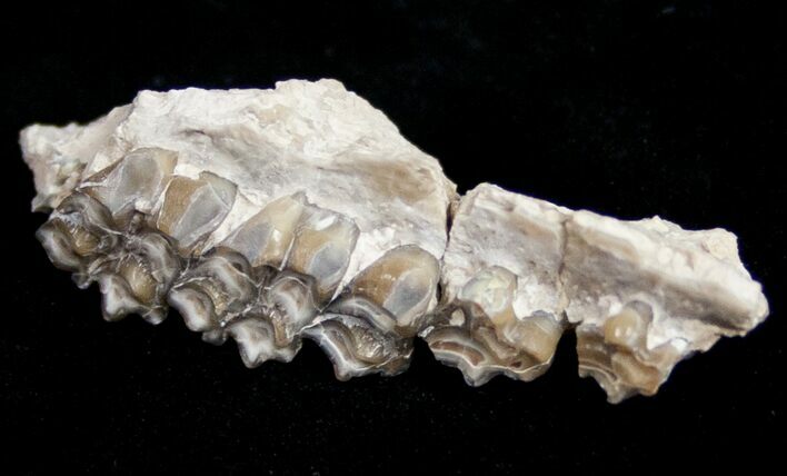 Oligocene Ruminant (Leptomeryx) Jaw Section #10559